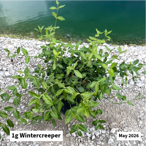 May 2026 1g Wintercreeper Website
